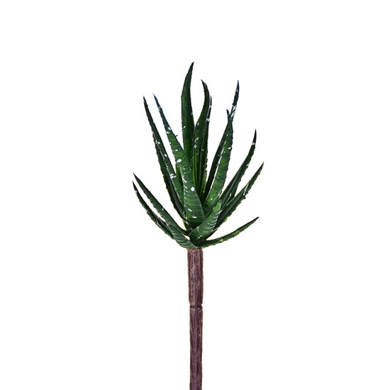 Imagem SUCULENTA M2 14CM 40867 GRILLO