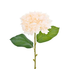 Imagem de HASTE HORTENSIA MICROPEACH CREME 40X82CM GRILLO 40753 - Grillo Ltda