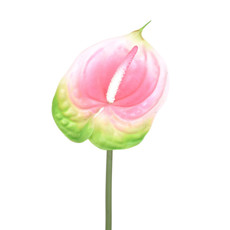 Imagem de HASTE DECORATIVA DE ANTÚRIO ROSA EM PLÁSTICO MOLDÁVEL 70X15CM - GRILLO  - Grillo Ltda